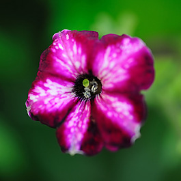 位圖 植物攝影 寫實(shí)花卉 花朵 數(shù)碼照片 免費(fèi)素材
