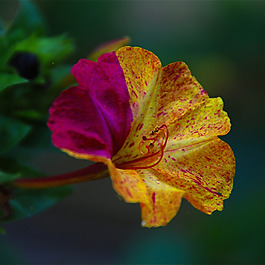 位圖 植物攝影 寫實(shí)花卉 花朵 數(shù)碼照片 免費(fèi)素材