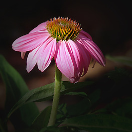 位圖 植物攝影 寫實(shí)花卉 花朵 數(shù)碼照片 免費(fèi)素材