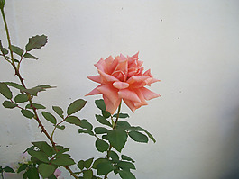 位圖 植物攝影 寫實花卉 花朵 數(shù)碼照片 免費素材