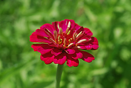 位圖 植物攝影 寫實(shí)花卉 花朵 數(shù)碼照片 免費(fèi)素材