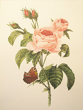 位圖 植物 寫意花卉 花朵 免費(fèi)素材