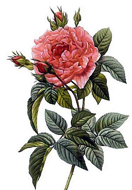 位圖 植物 寫意花卉 花朵 免費素材