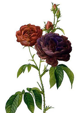 位圖 植物 寫意花卉 花朵 免費素材