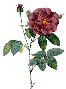 位圖 植物 寫意花卉 花朵 免費素材