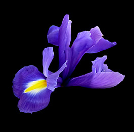 位圖 植物攝影 寫實花卉 花朵 數(shù)碼照片 免費素材