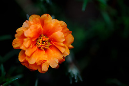 位圖 植物攝影 寫實(shí)花卉 花朵 數(shù)碼照片 免費(fèi)素材