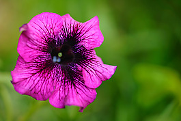 位圖 植物攝影 寫實(shí)花卉 花朵 數(shù)碼照片 免費(fèi)素材