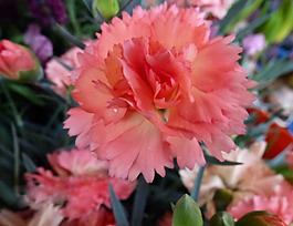 位圖 植物攝影 寫實(shí)花卉 花朵 康乃馨 免費(fèi)素材