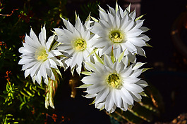 位圖 植物攝影 寫實(shí)花卉 花朵 數(shù)碼照片 免費(fèi)素材