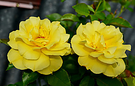 位圖 植物攝影 寫實(shí)花卉 花朵 數(shù)碼照片 免費(fèi)素材