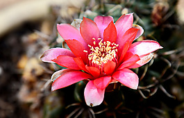 位圖 植物攝影 寫實(shí)花卉 花朵 數(shù)碼照片 免費(fèi)素材