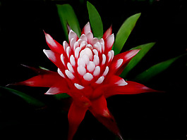 位圖 植物攝影 寫實(shí)花卉 花朵 數(shù)碼照片 免費(fèi)素材