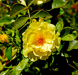 位圖 植物攝影 寫實(shí)花卉 花朵 數(shù)碼照片 免費(fèi)素材