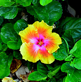 位圖 植物攝影 寫實(shí)花卉 花朵 數(shù)碼照片 免費(fèi)素材