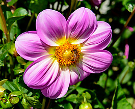 位圖 植物攝影 寫(xiě)實(shí)花卉 花朵 數(shù)碼照片 免費(fèi)素材
