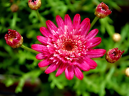 位圖 植物攝影 寫實(shí)花卉 花朵 數(shù)碼照片 免費(fèi)素材