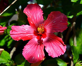位圖 植物攝影 寫實(shí)花卉 花朵 數(shù)碼照片 免費(fèi)素材