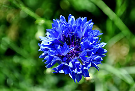 位圖 植物攝影 寫實(shí)花卉 花朵 數(shù)碼照片 免費(fèi)素材