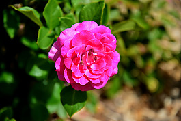 位圖 植物攝影 寫(xiě)實(shí)花卉 花朵 數(shù)碼照片 免費(fèi)素材