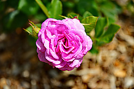 位圖 植物攝影 寫(xiě)實(shí)花卉 花朵 數(shù)碼照片 免費(fèi)素材