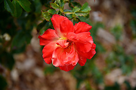 位圖 植物攝影 寫(xiě)實(shí)花卉 花朵 數(shù)碼照片 免費(fèi)素材