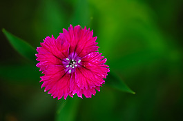 位圖 植物攝影 寫(xiě)實(shí)花卉 花朵 數(shù)碼照片 免費(fèi)素材