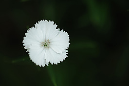 位圖 植物攝影 寫(xiě)實(shí)花卉 花朵 數(shù)碼照片 免費(fèi)素材