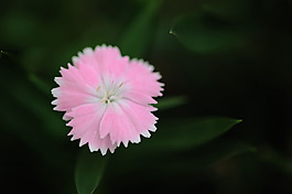 位圖 植物攝影 寫實花卉 花朵 數(shù)碼照片 免費素材