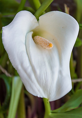 位圖 植物攝影 寫(xiě)實(shí)花卉 花朵 數(shù)碼照片 免費(fèi)素材