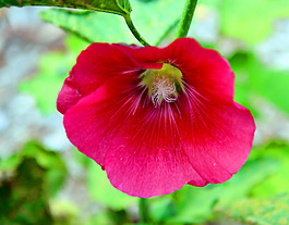 位圖 植物攝影 寫實(shí)花卉 花朵 數(shù)碼照片 免費(fèi)素材