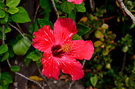 位圖 植物攝影 寫(xiě)實(shí)花卉 花朵 數(shù)碼照片 免費(fèi)素材