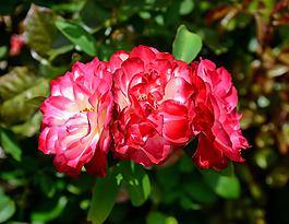 位圖 植物攝影 寫(xiě)實(shí)花卉 花朵 數(shù)碼照片 免費(fèi)素材