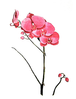 位圖 植物 寫意花卉 花朵 免費(fèi)素材