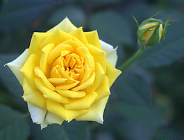 位圖 植物攝影 寫實(shí)花卉 花朵 數(shù)碼照片 免費(fèi)素材