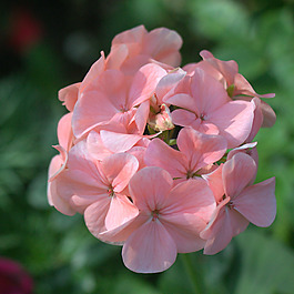 位圖 植物攝影 寫實(shí)花卉 花朵 繡球花 免費(fèi)素材