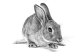 位圖 插畫 時尚插畫 動物插畫 藝術效果 免費素材