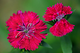 位圖 植物攝影 寫實(shí)花卉 花朵 數(shù)碼照片 免費(fèi)素材