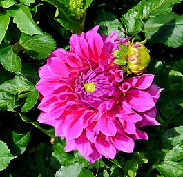 位圖 植物攝影 寫實(shí)花卉 花朵 數(shù)碼照片 免費(fèi)素材