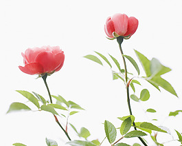 位圖 植物攝影 寫(xiě)實(shí)花卉 花朵 數(shù)碼照片 免費(fèi)素材