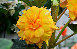 位圖 植物攝影 寫實(shí)花卉 花朵 數(shù)碼照片 免費(fèi)素材