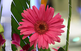 位圖 植物攝影 寫(xiě)實(shí)花卉 花朵 數(shù)碼照片 免費(fèi)素材