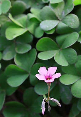 位圖 植物攝影 寫(xiě)實(shí)花卉 花朵 數(shù)碼照片 免費(fèi)素材