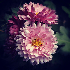 位圖 植物攝影 寫實(shí)花卉 花朵 數(shù)碼照片 免費(fèi)素材