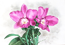 位圖 植物 寫意花卉 花朵 免費(fèi)素材