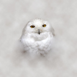 位圖 插畫 時尚插畫 動物插畫 藝術(shù)效果 免費(fèi)素材