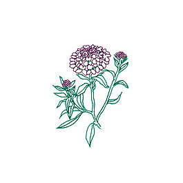 繡花 植物 花朵 免費(fèi)素材