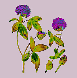 位圖 植物 寫意花卉 花朵 免費(fèi)素材