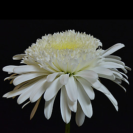 位圖 植物攝影 寫實(shí)花卉 花朵 數(shù)碼照片 免費(fèi)素材
