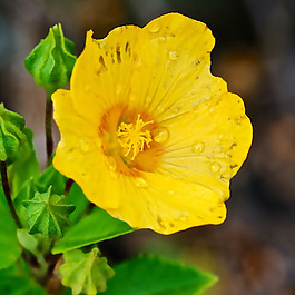 位圖 植物攝影 寫(xiě)實(shí)花卉 花朵 數(shù)碼照片 免費(fèi)素材
